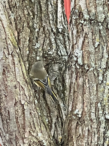 Ruby-crowned Kinglet