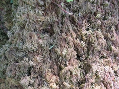 Thamnobryum alopecurum