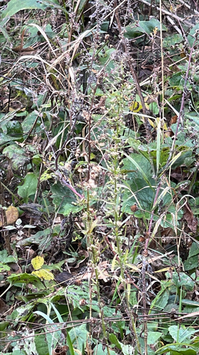 horseweed