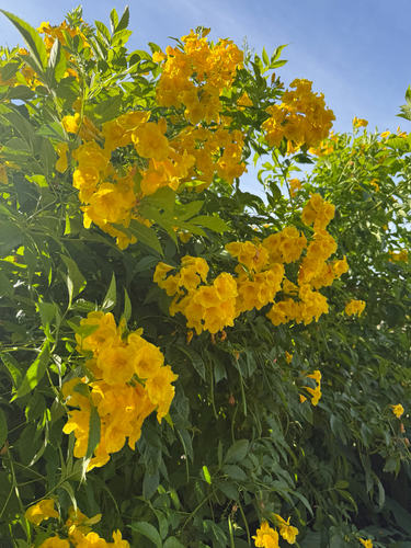 yellow trumpet flower