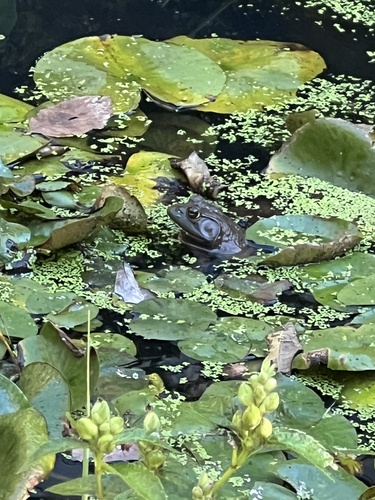 American Bullfrog