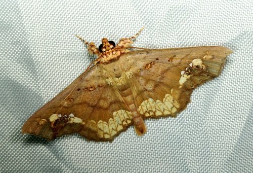 Eriocera observed 2026-10-24