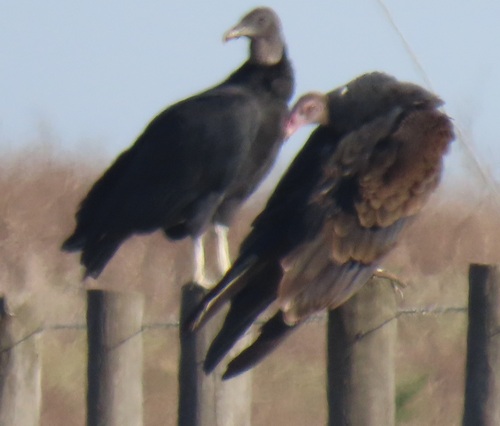 Black Vulture