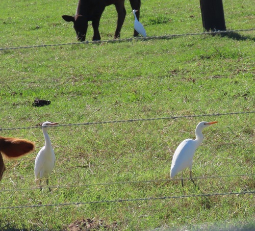 Western Cattle-Egret