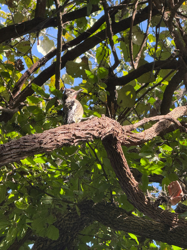 Yellow-bellied Sapsucker