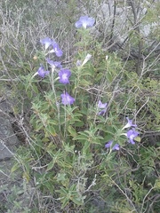 Ruellia hirsutoglandulosa