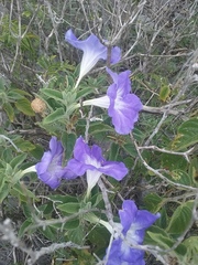Ruellia hirsutoglandulosa