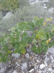 Cnidoscolus albidus