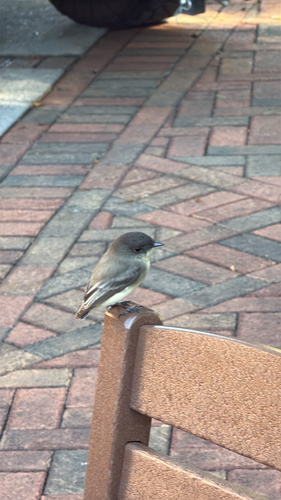 Eastern Phoebe