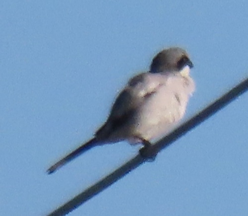 Loggerhead Shrike
