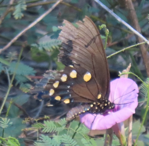 Pipevine Swallowtail