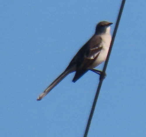 Northern Mockingbird