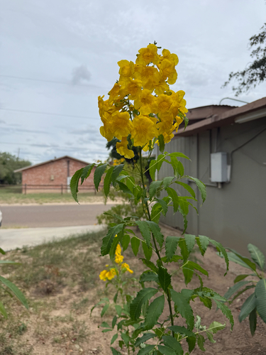 yellow trumpet flower