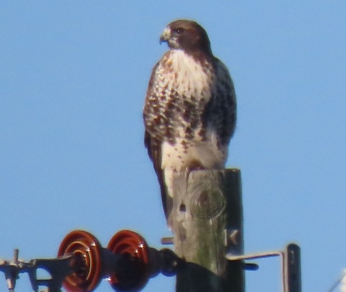 Red-tailed Hawk