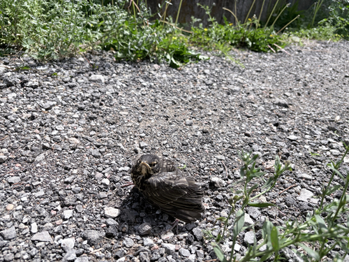 American Robin