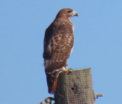 Red-tailed Hawk