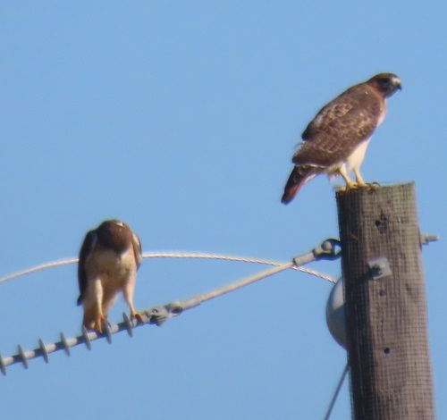 Red-tailed Hawk