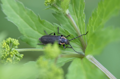 Atalantycha dentigera