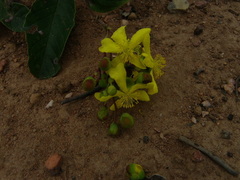 Davilla elliptica