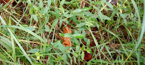 Lathyrus pratensis observed 2026-10-26