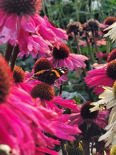 Red Admiral