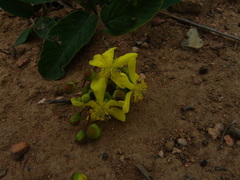 Davilla elliptica