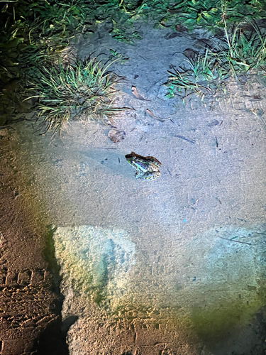Hoplobatrachus tigerinus observed 2026-10-25