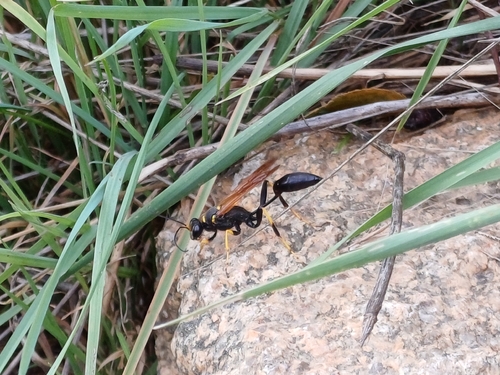 Yellow-legged Mud-dauber Wasp