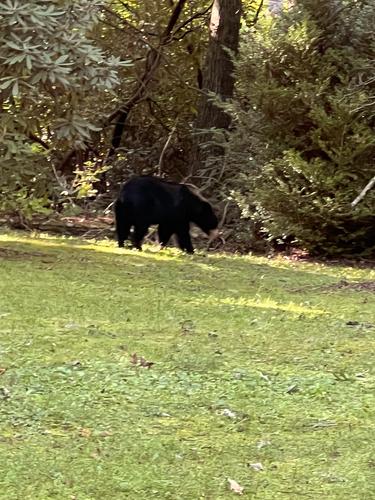 American Black Bear
