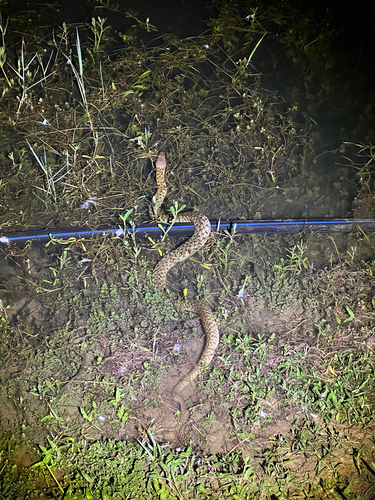 Xenochrophis piscator observed 2026-10-25
