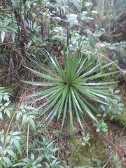 Agave gracielae