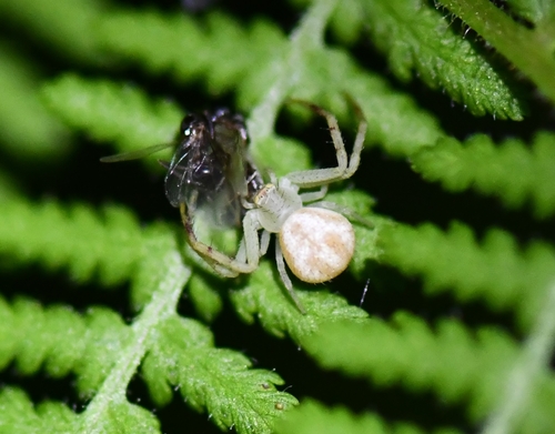 Northern Crab Spider