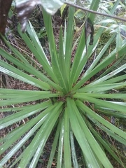 Agave gracielae