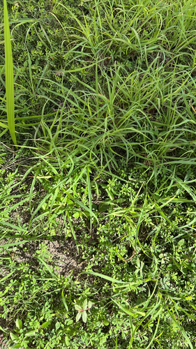 Common Purslane