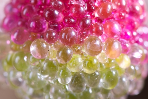 Mesembryanthemum crystallinum