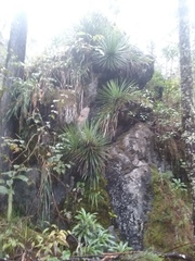 Agave gracielae