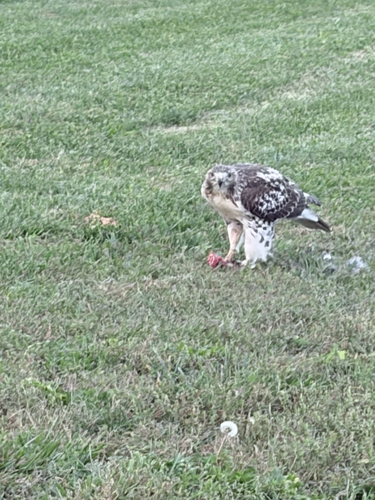 Red-tailed Hawk