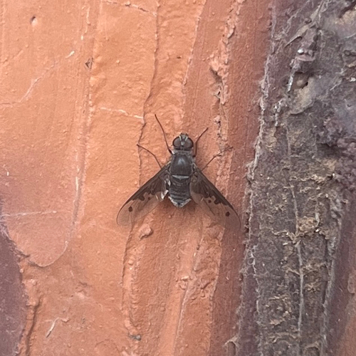 Charcoal Bee Flies