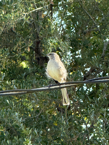 Northern Mockingbird