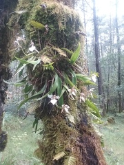 Rhynchostele rossii