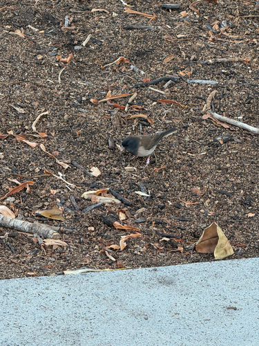 Dark-eyed Junco