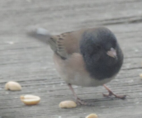 Dark-eyed Junco