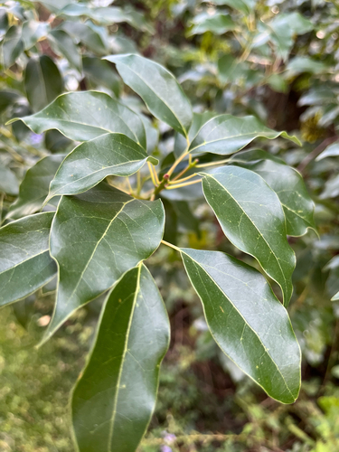 Cinnamomum observed 2026-10-26