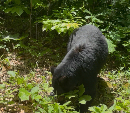American Black Bear