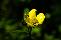 Ranunculus hispidus caricetorum
