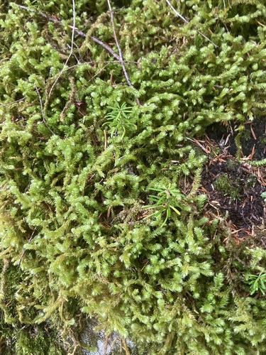 Rhytidiopsis robusta, 2026-10-24