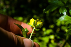 Ranunculus hispidus caricetorum