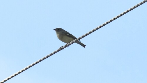 Ruby-crowned Kinglet