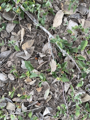 Klug's Velvet Ant