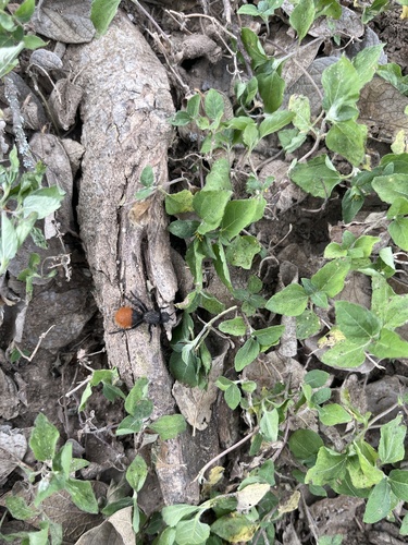 Klug's Velvet Ant